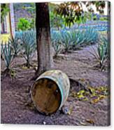 Barrels And Agaves #2 Canvas Print