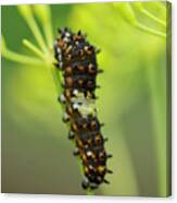 Black Swallowtail Caterpillar  #1 Canvas Print