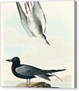 Black Tern #1 Canvas Print