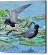 Black Terns #1 Canvas Print
