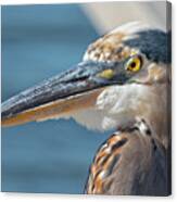 Blue Heron Up Close #1 Canvas Print