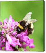 Bombus Hortorum, Garden Bumblebee, Pollinating Some Flower In Slovakia Grassland. Canvas Print