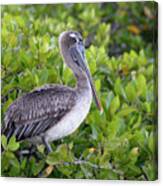 Brown Pelican, Pelecanus Occidentalis, Santa Cruz Island, Galapagos Islands, Ecuador #1 Canvas Print