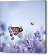 Butterflies #1 Canvas Print