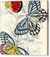 Butterflies. William Jardine #1 Canvas Print