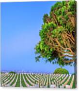 Cemetery With San Diego Skyline #1 Canvas Print