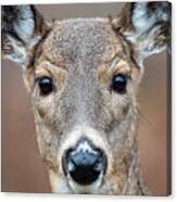 Close Up Of Whitetail Doe Canvas Print