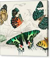 Collection Of Various Butterflies #1 Canvas Print
