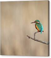 Common Kingfisher - Alcedo Atthis Atthis #1 Canvas Print