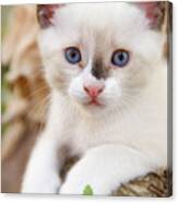 Cute 2 Month Old White Kitten  #1 Canvas Print