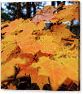 Fall Leaves #1 Canvas Print