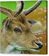 Fallow Deer Stag Portrait #1 Canvas Print