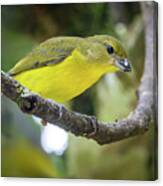 Female Thick Billed Euphonia Entreaguas Ibague Tolima Colombia Canvas Print