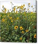 Field Of Sunflowers #1 Canvas Print