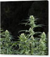 Flowering Cannabis Plant #1 Canvas Print
