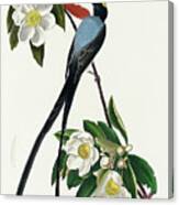 Fork-tailed Flycatcher #1 Canvas Print