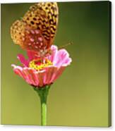 Fritillary  #1 Canvas Print