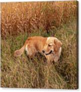 Golden Retriever In Tall Grass #1 Canvas Print