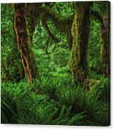 Hall Of Mosses Trunks - Hoh Rainforest, Washington State #1 Canvas Print