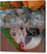 Harlequin Macaw #1 Canvas Print