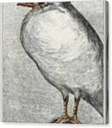 Herring Gull #1 Canvas Print