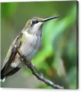 Hummingbird Perched #2 Canvas Print