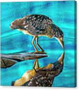 Juvenile Black Crowned Night Heron Canvas Print