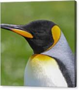 King Penguin, Volunteer Point, East Falkland, Falkland Islands. #1 Canvas Print