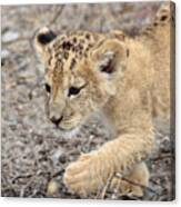 Lion Cub #1 Canvas Print