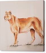 Lioness #1 Canvas Print