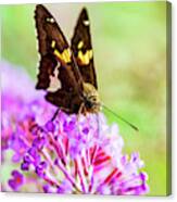 Macro Photography - Butterfly #1 Canvas Print