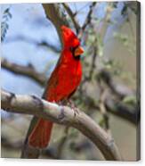 Male Cardinal #1 Canvas Print