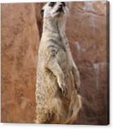 Meerkat Standing On A Rock Canvas Print