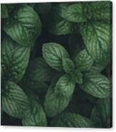 Mint Green Leaves Pattern Background #1 Canvas Print