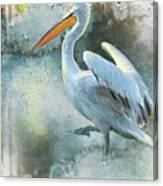 Morning Pelican #1 Canvas Print