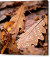 Oak Leaves And Rain Drops Canvas Print