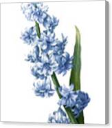 Oriental Hyacinth #1 Canvas Print