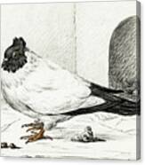 Pigeon And A Nest With An Egg  #1 Canvas Print