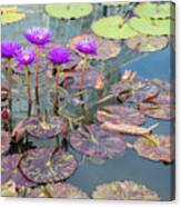 Purple Water Lilies And Pads Canvas Print