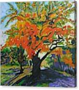 Quabbin Tree #2 Canvas Print