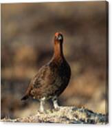 Red Grouse #1 Canvas Print