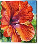 Red Hibiscus #1 Canvas Print
