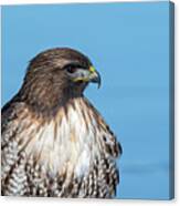 Red Tailed Hawk 6 Canvas Print