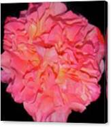 Rose Laughs In Full-blown Beauty #2 Canvas Print