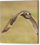 Short-eared Owl In Flight #1 Canvas Print