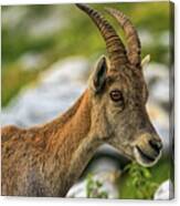 Steinbock Or Alpine Capra Ibex Portrait At Colombiere Pass, Fran #1 Canvas Print