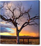 Taos Welcome Tree #1 Canvas Print