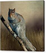 The Squirrel Canvas Print