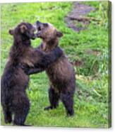 Two Brown Bear Cubs Playing #1 Canvas Print