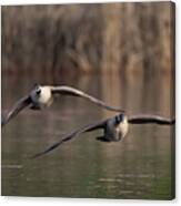 Two Canada Geese In Flight #1 Canvas Print